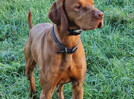 6 year old hungarian viszla