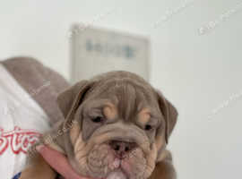 New English bulldog puppy