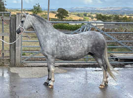 4YO Mare