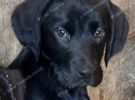 Springador Labrador x springer spaniel