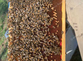 NATIONAL NUCLEUS HIVES FOR SALE IN GREATER MANCHESTER