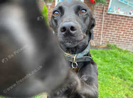 Greyhound for rehoming