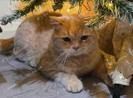 British short-hair crossbreed ginger male missing Headley Down/Bordon