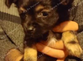 £250-£300 O.N.O CHORKIES BEAUTIFUL COLOURS BOYS & GIRLS £250-£300 ONO