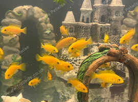 Beautiful Yellow Lab Cichlids