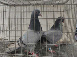 Iraqi tumbler pigeons for sale