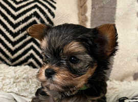 Gorgeous Yorkshire Terrier Boy in Peterborough PE7 on Freeads ...