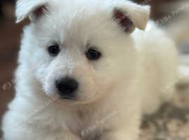 KC registered White Swiss Shepherd puppies