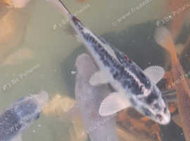 7-9 inch koi for sale