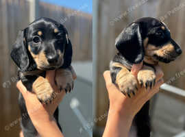 Miniature Dachshund Girl