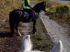 15 year old whizzy  welsh section c 13.1hh