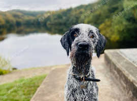 German Short Haired Pointer X Giant Schnauzer in Preston PR1 on Freeads