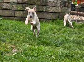 Whippet litter. pet/show. 3 male left :)