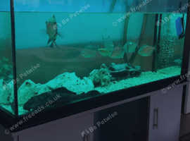 Fish tank 500lt with stand &  fish