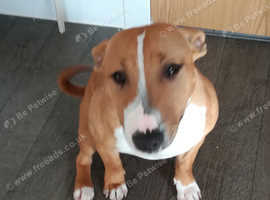 English bull terrier/staffy puppy