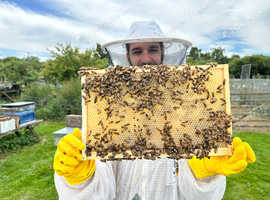 Honey bees nuc nucleus,bee colony,national hive,WBC, 14x12,langstroth,beehive,bees mated queen