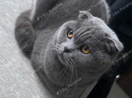 PEDIGREE Registered Scottish Fold URGENT SALE OPEN TO OFFERS