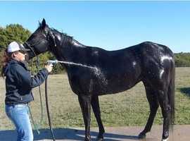 Absolutely Stunning-All-rounder Pedigree Quarter Horse  For Sale.