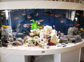 Fish tank full set up
