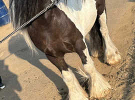 Lovely 13h gelding