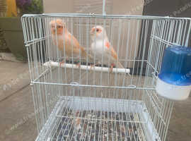 Beautiful Canaries for sale