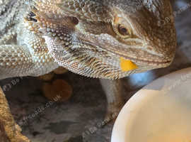 2/3 year old bearded dragon
