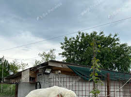 Central Asian Shepherds