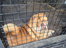 Chow chow boy 8 months old