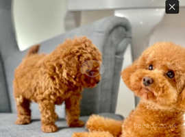 Red toy poodle  mum in only 2 kg