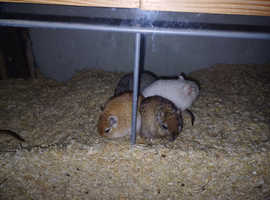 5 Male Gerbils and Detolf Cage