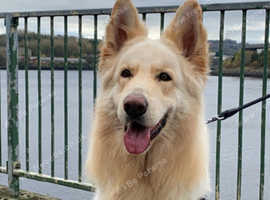 German shepherd for Stud