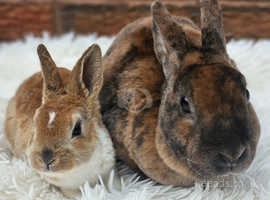 Mother and daughter mini rex