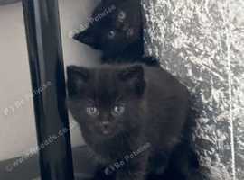 Siberian cross kittens for sale