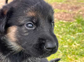 Labrador x GSD