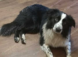 4 year old Border Collie
