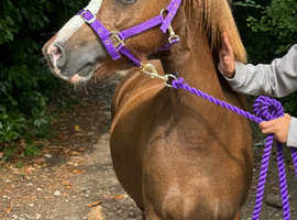 11/11.1hh chestnut Welsh a