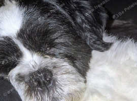 Lhasa apso