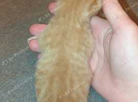 2 Beautiful Ginger Boy Kittens