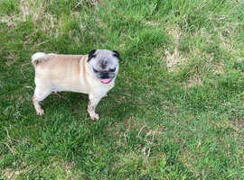 Pug bitch for sale