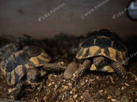 Two Female Hermann Tortoises with Vivarium - Looking for a Loving Home