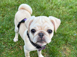 Female pug puppy for sale