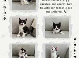 Gorgeous British Tuxedo Kittens Ready for Loving Homes!