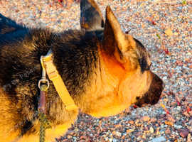 German Shepherd Boy