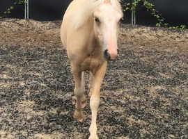 Stunning Welsh Section A Palomino with blaze and 4 x white stockings