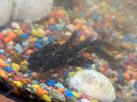 Tiger shovel nose catfish