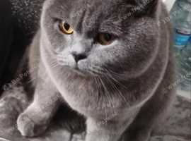 Blue British short hair boy