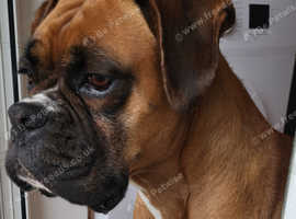 8 year old boxer in need of a new loving owner