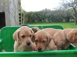 KC Registered Fox Red Lab Puppies