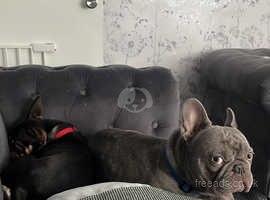2 French bull dogs 2 years old.