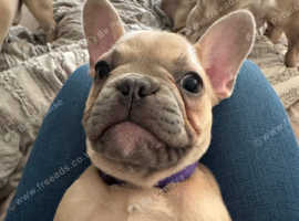 French bulldog girl.